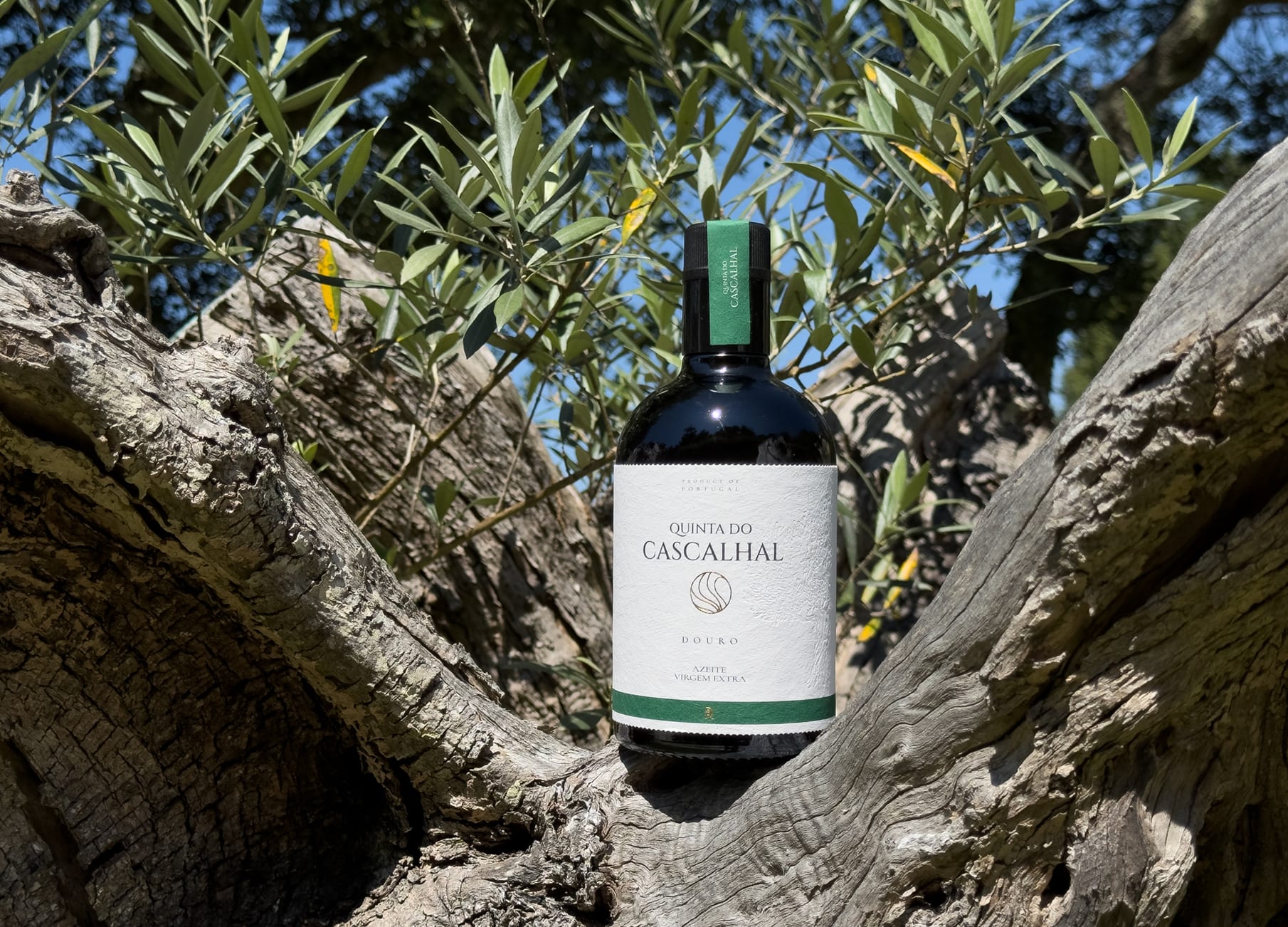 Garrafa de azeite virgem extra Quinta do Cascalhal pousada no tronco de uma oliveira