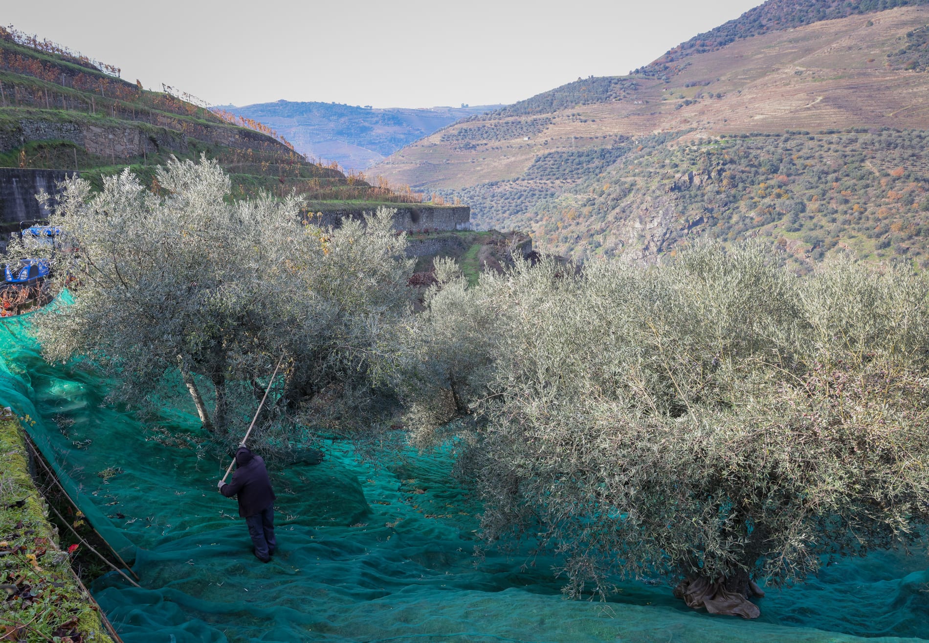 Olival em socalcos da Quinta do Cascalhal, no Douro, durante a apanha