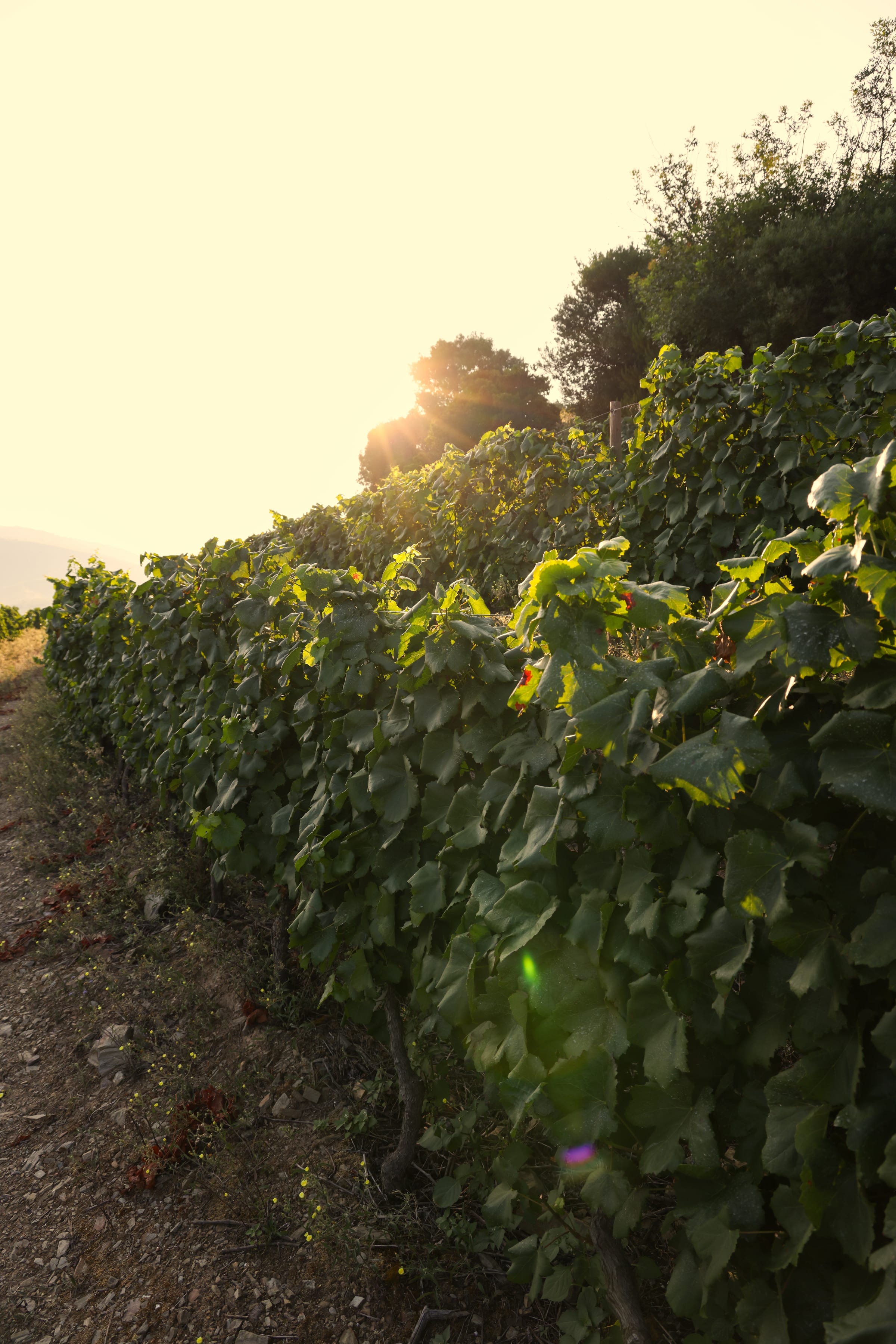 Fileira de vinha da Quinta do Cascalhal em contraluz ao fim da tarde