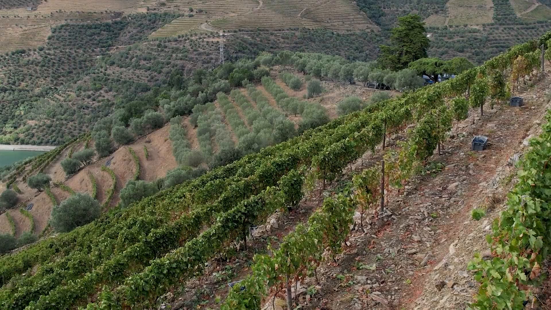 Vinha em socalcos sobre o rio Douro, na Folgosa do Douro