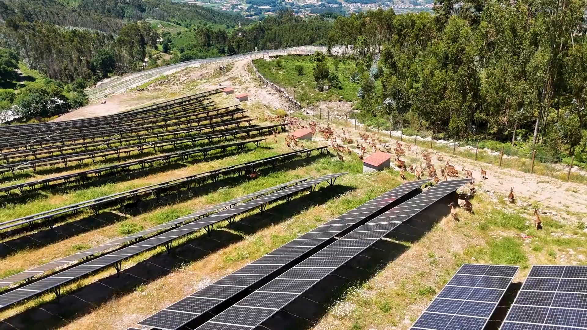 Cabras a pastar entre as filas de painéis de um parque solar em Rendufe