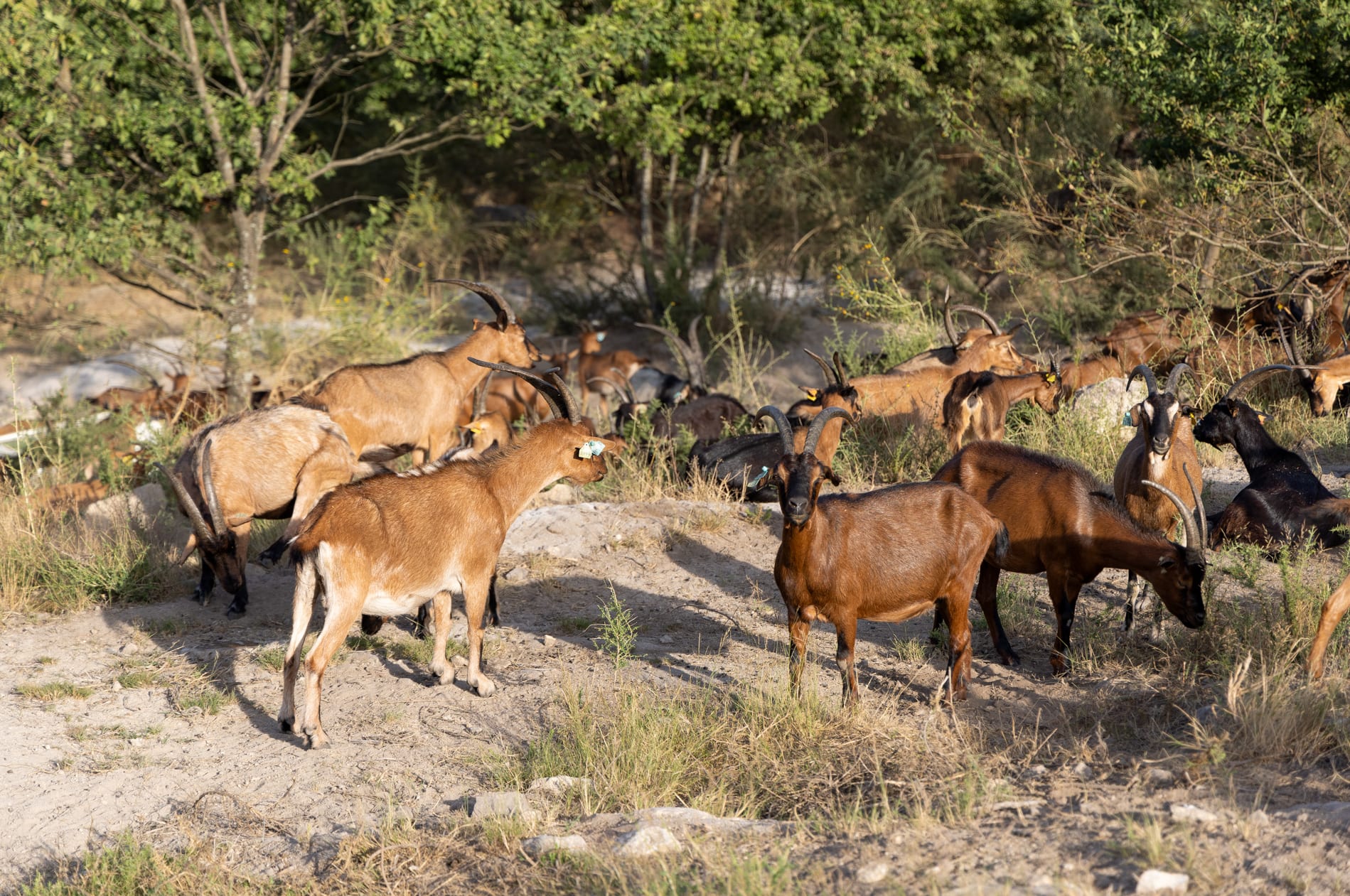 Rebanho de cabras a pastar em mato junto a um parque solar