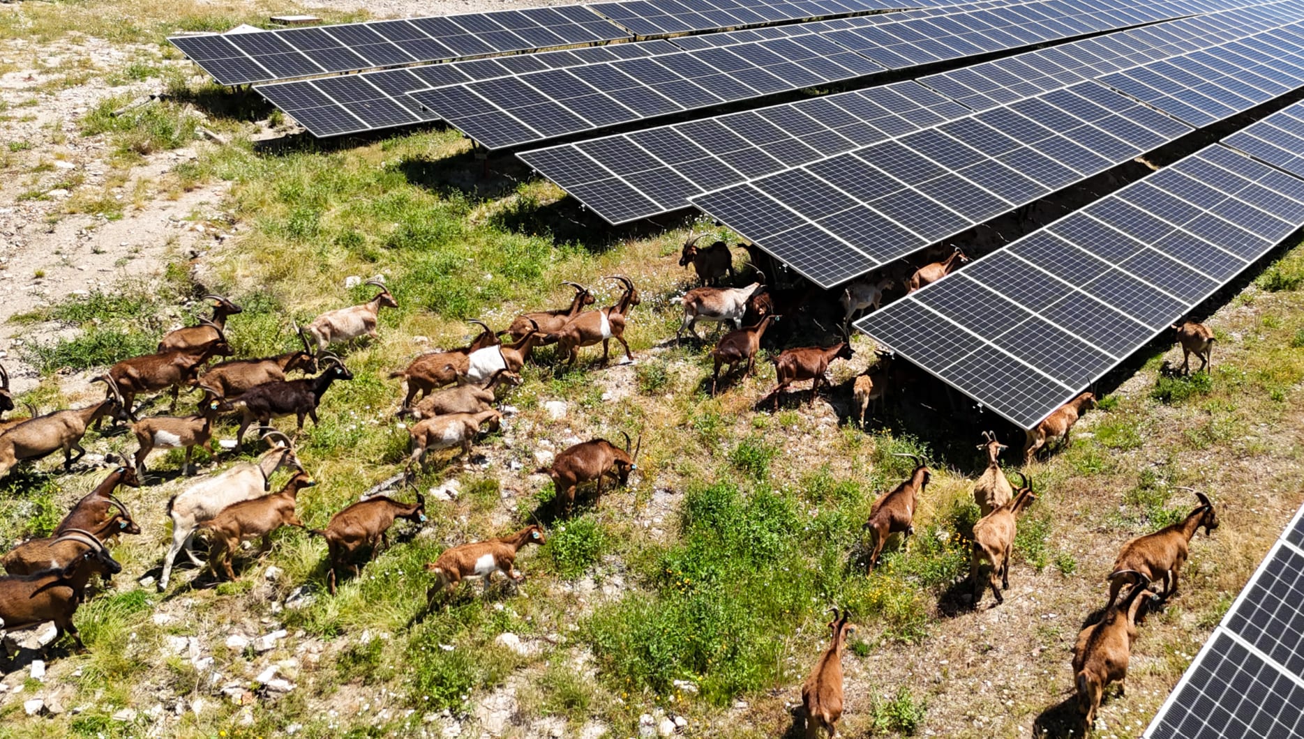 Rebanho de cabras a pastar sob as filas de painéis de um parque solar