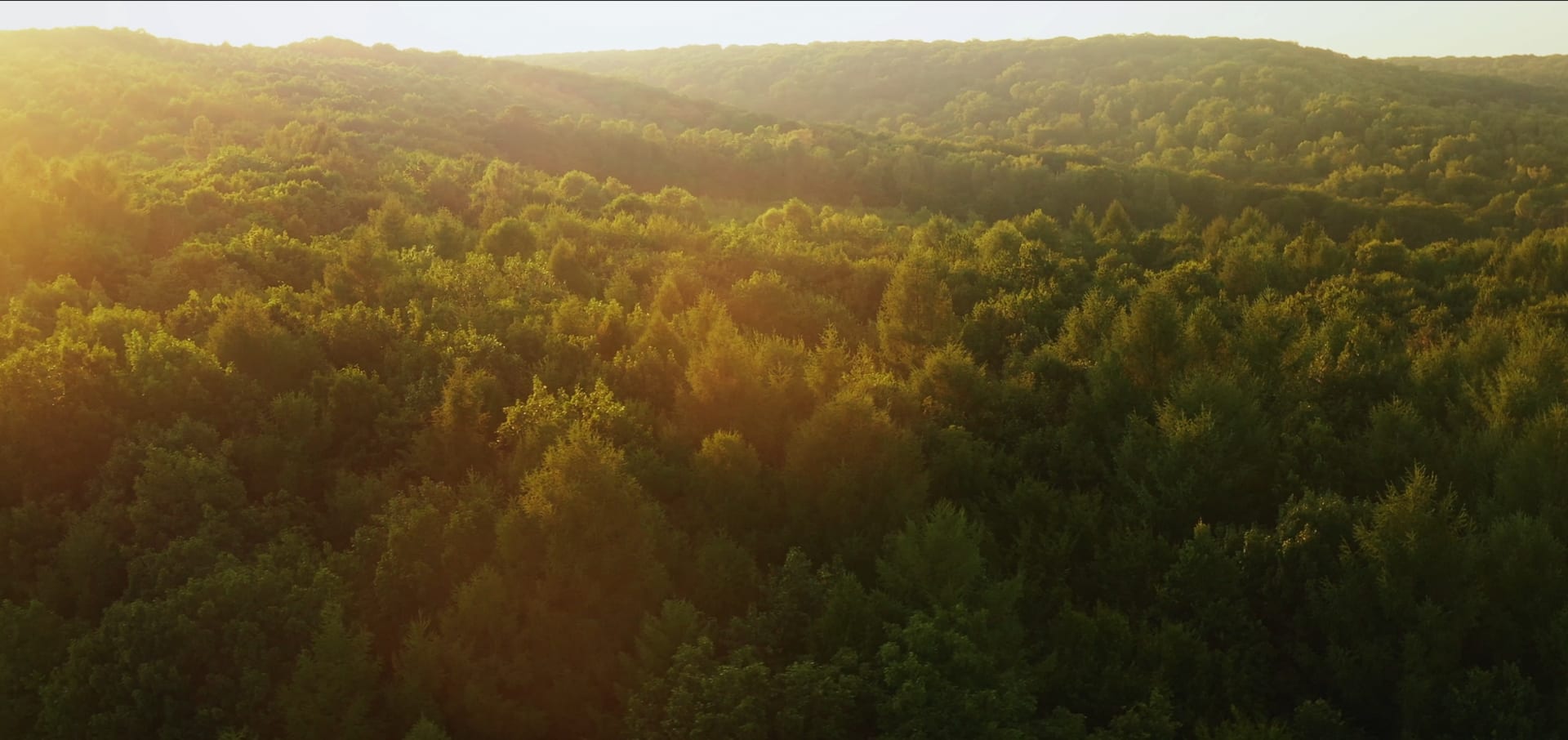 Floresta ao amanhecer, vista aérea